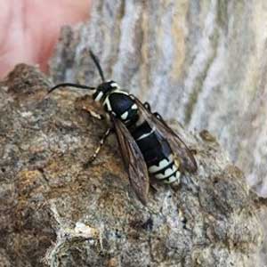 Bald Faced Hornet