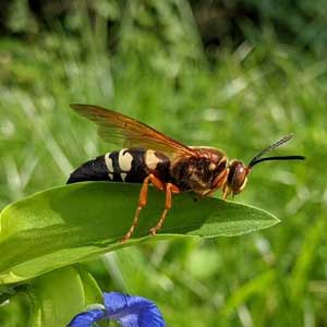 Eastern Cicada Killer