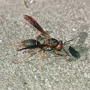 Metricus Paper Wasp